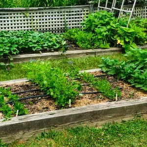 Green and Trim Landscape