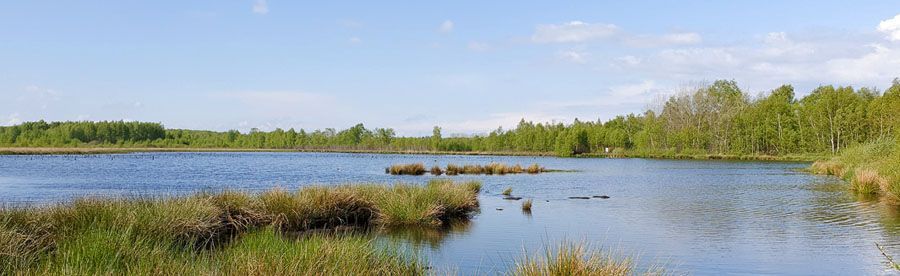 Foto vom Himmelmoor, und zwar vom Wasser. An den Seiten Gras auf Torfstücke.