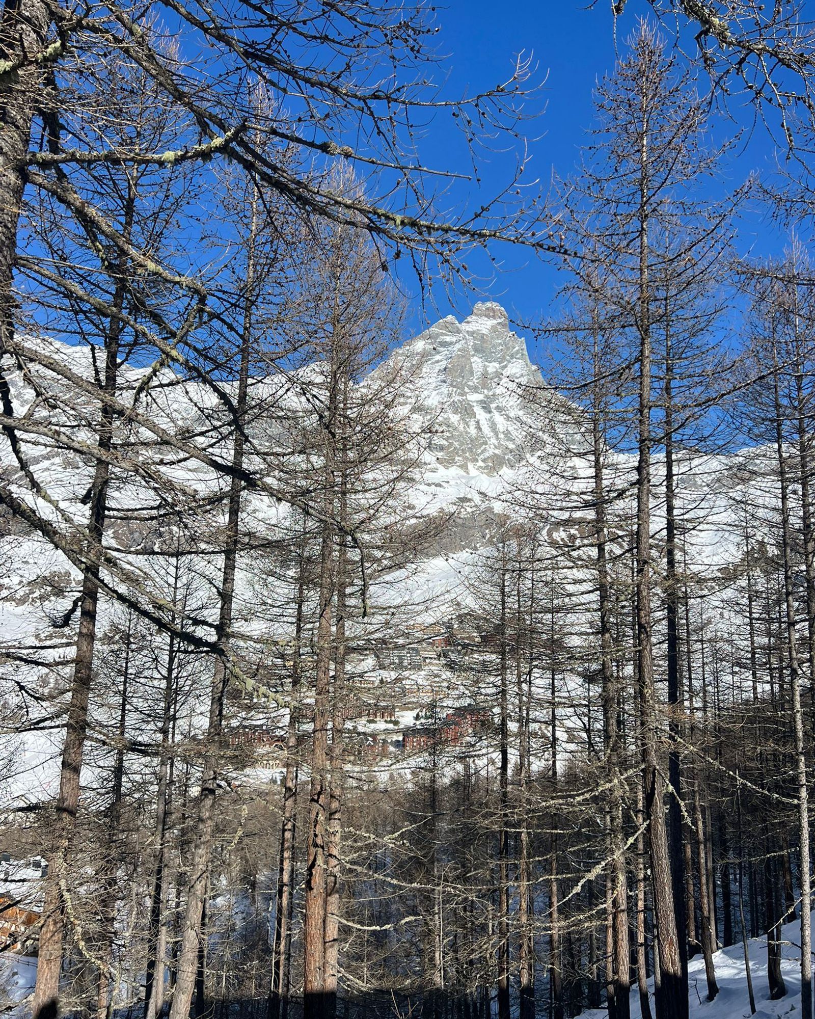 Cima innevata della montagna incorniciata da alberi spogli sotto un cielo azzurro e terso.