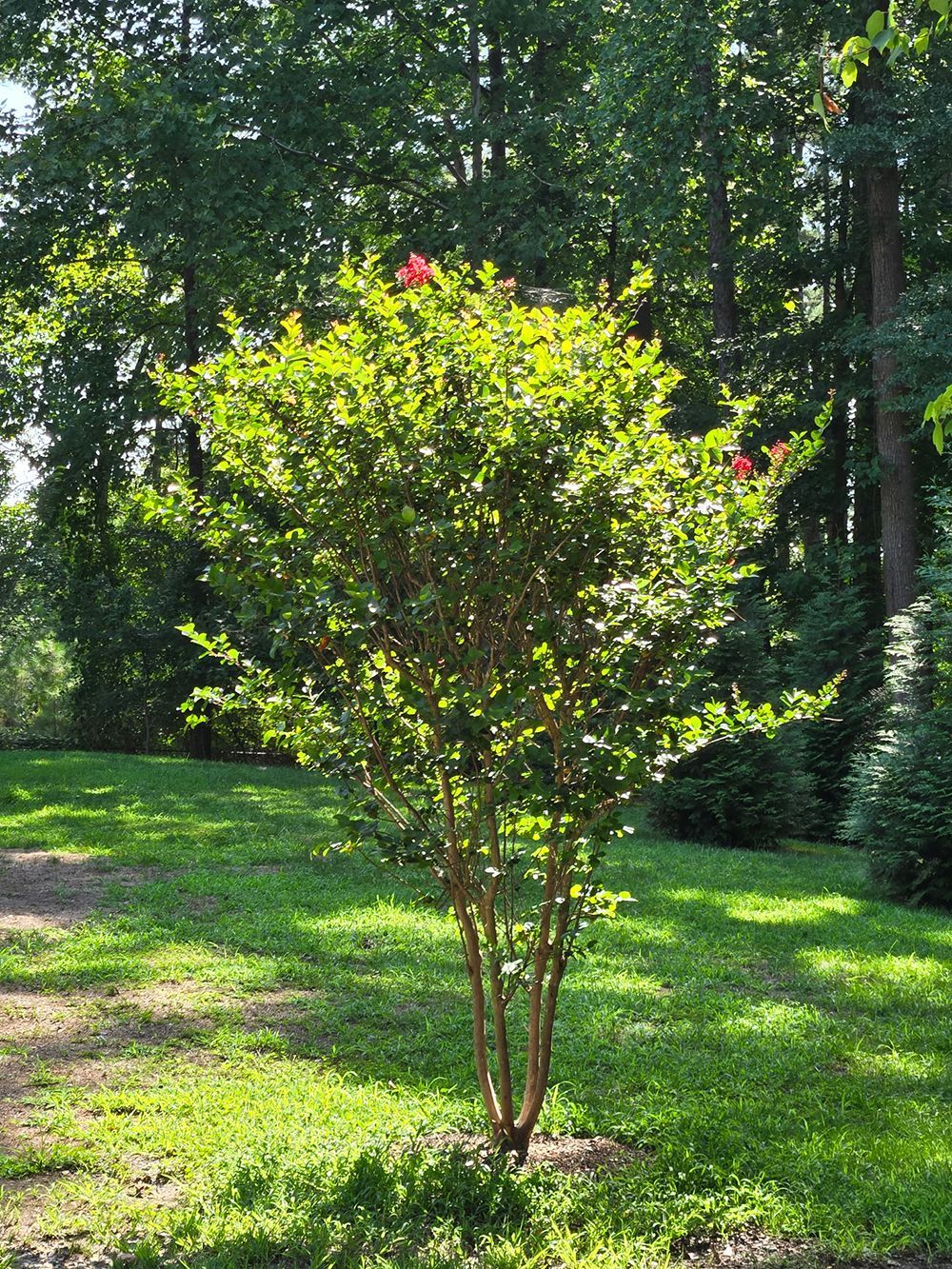 Tree Services 27