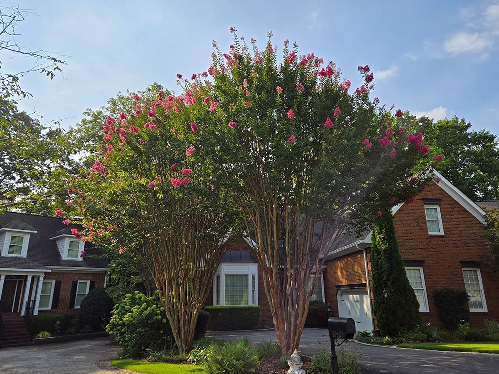 Tree Services 52