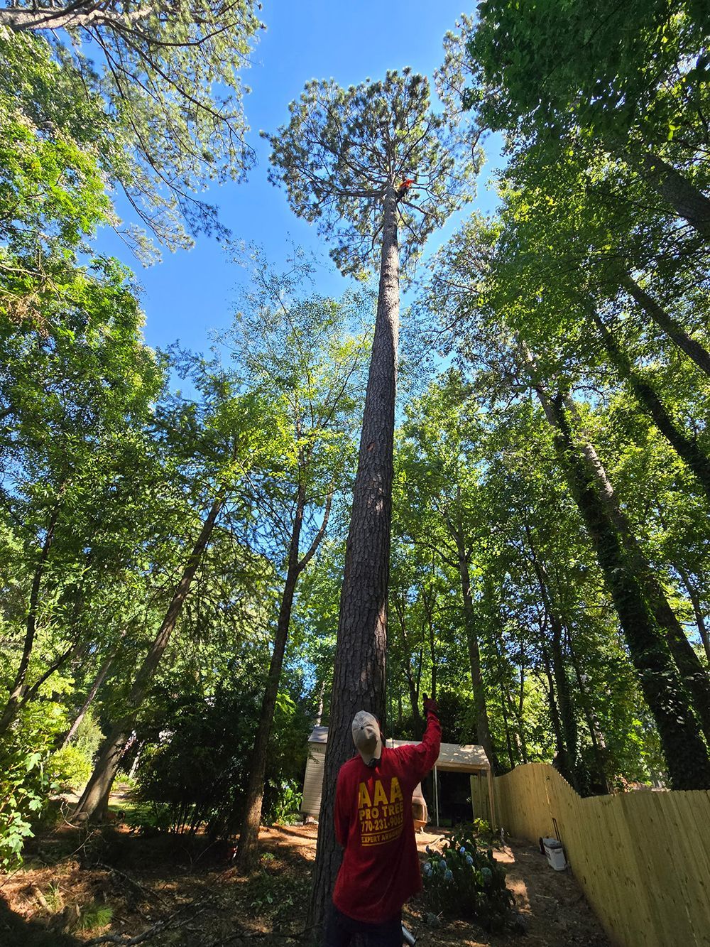 Tree Services 53