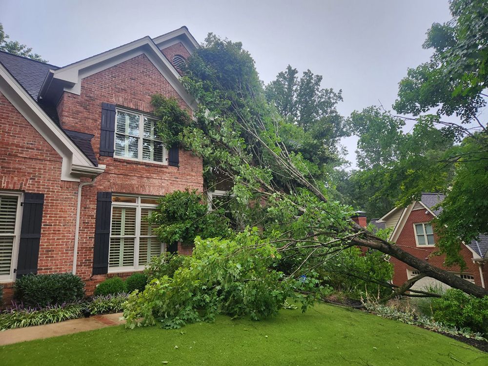 Tree Services 10