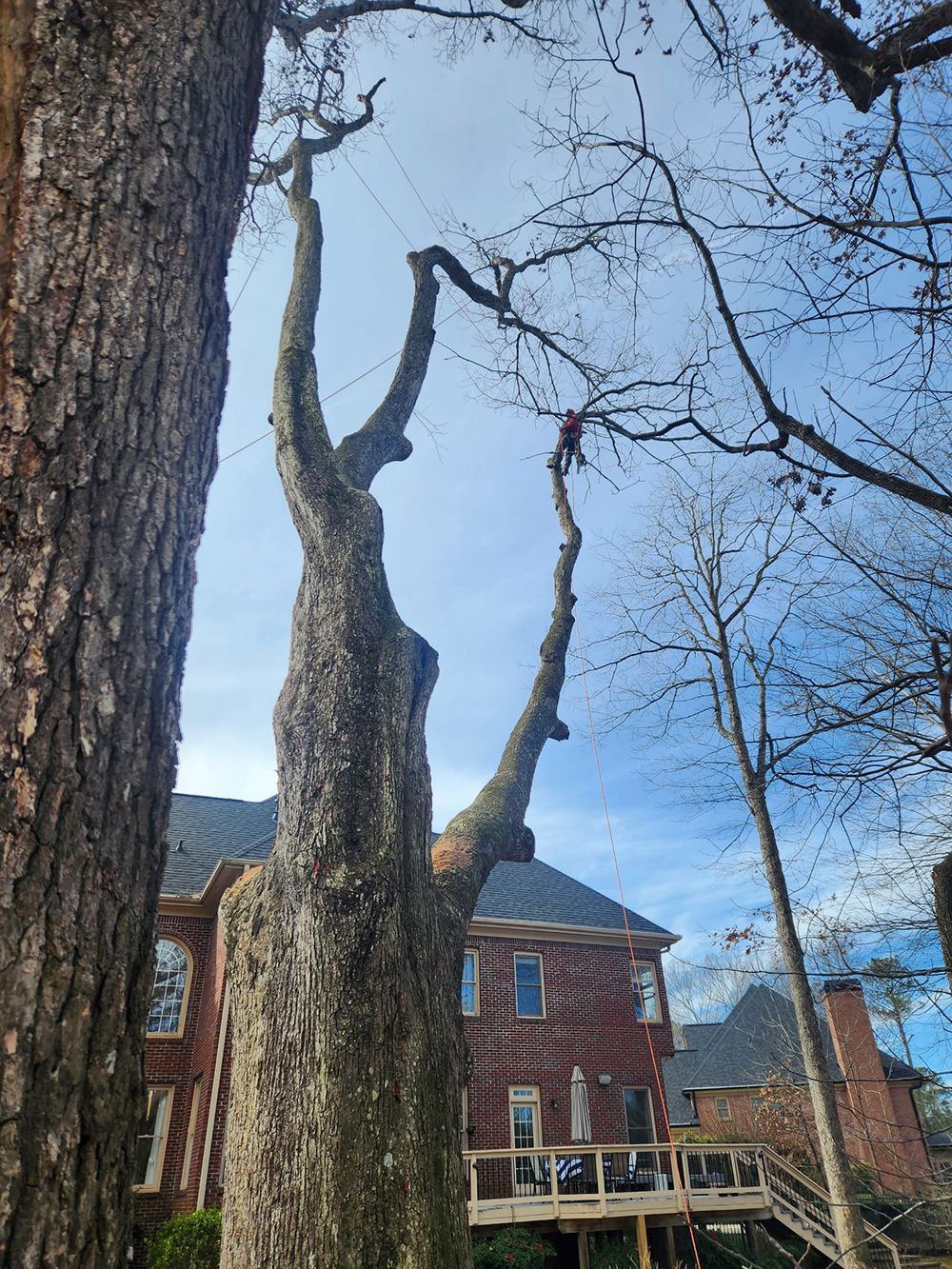 Tree Services 46