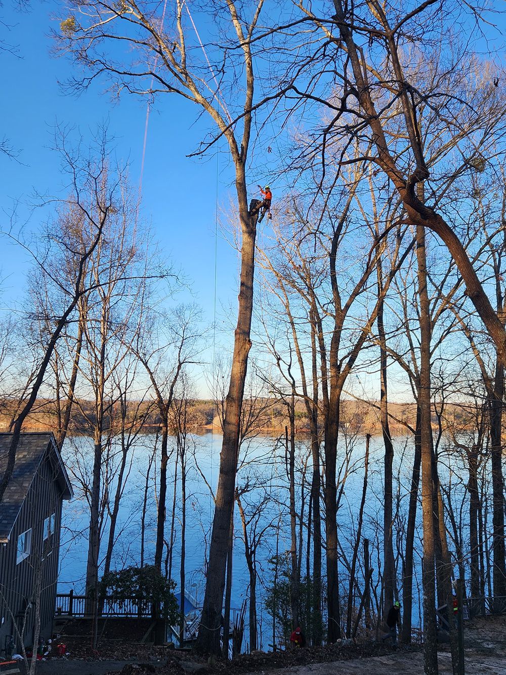 Tree Services 45