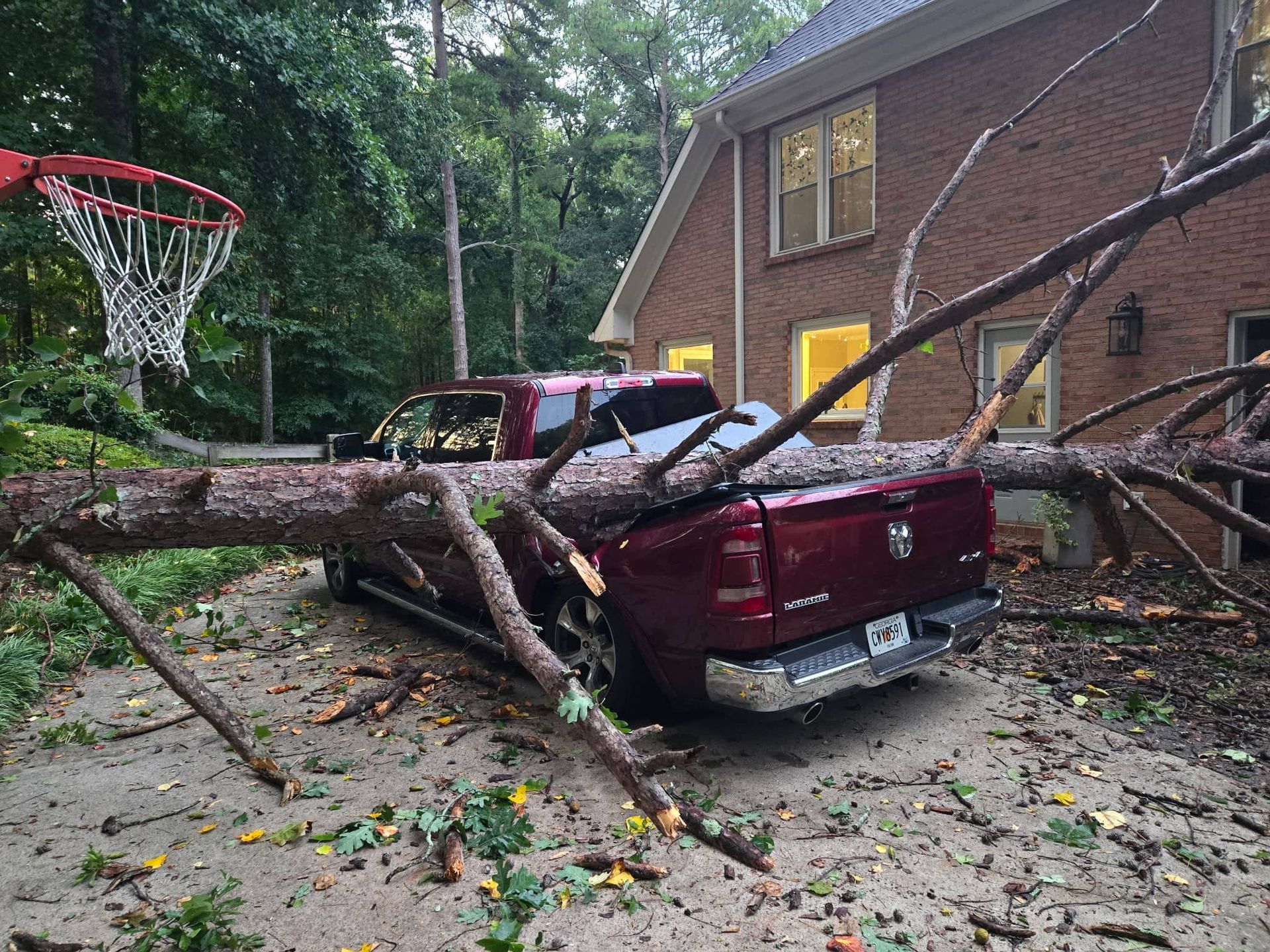 Tree Services 54