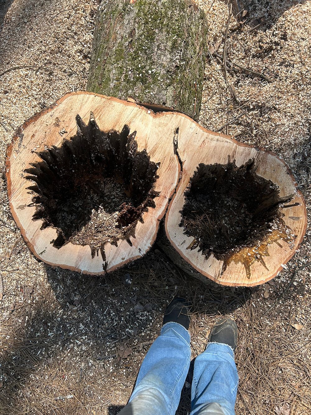 Tree Services 16