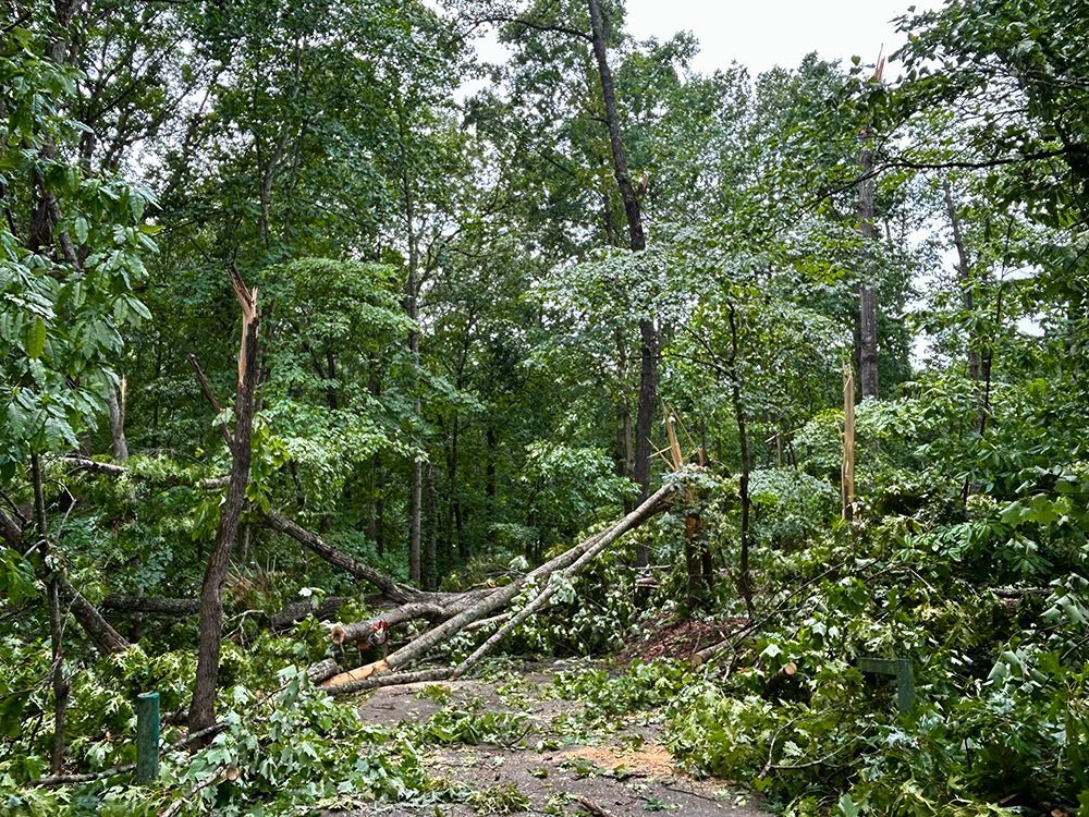 Tree Services 9