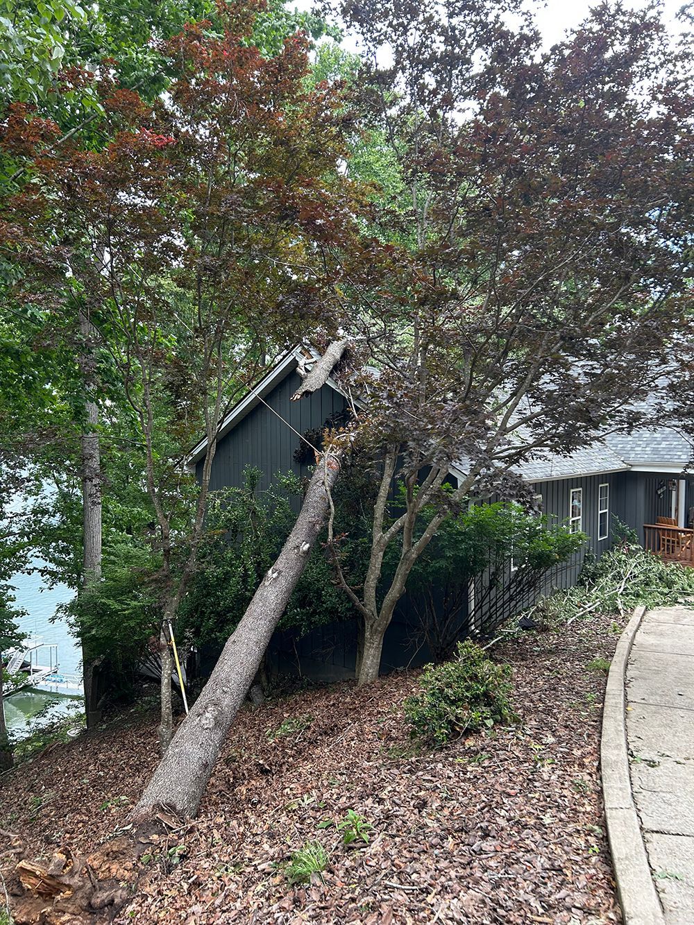 Tree Services 7
