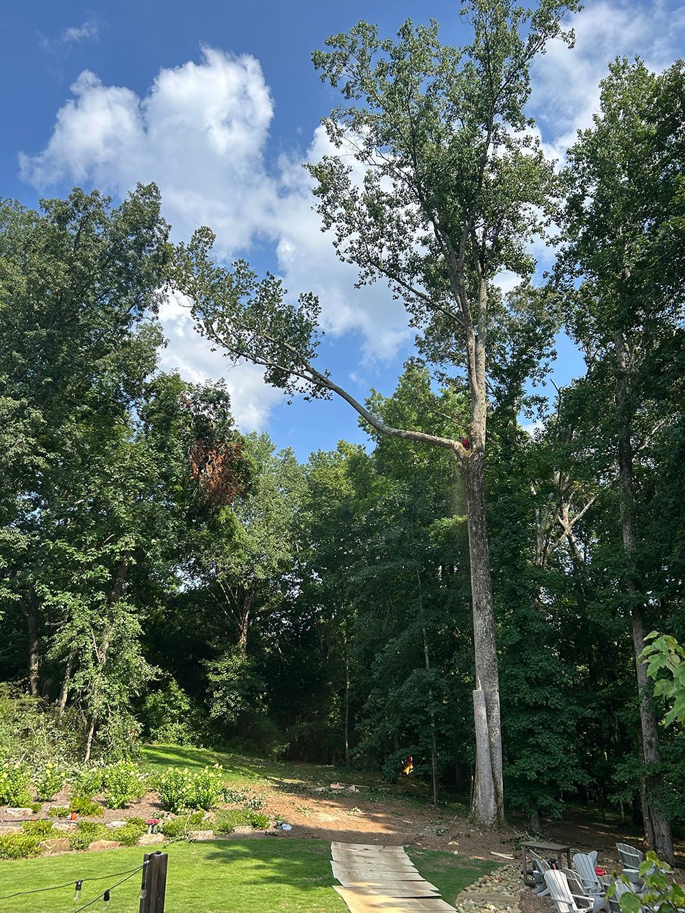 Tree Services 51