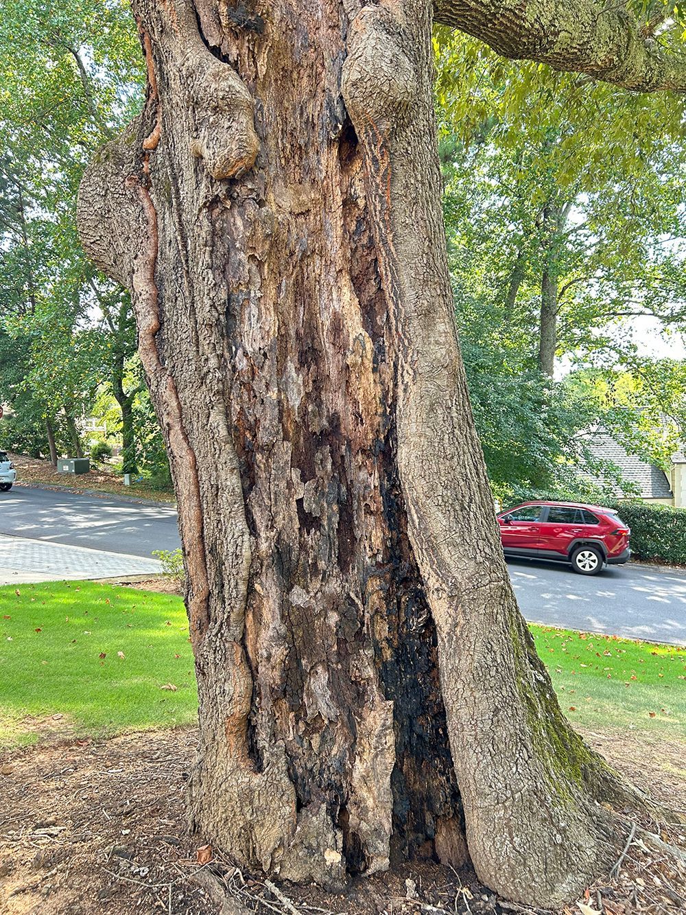 Tree Services 15