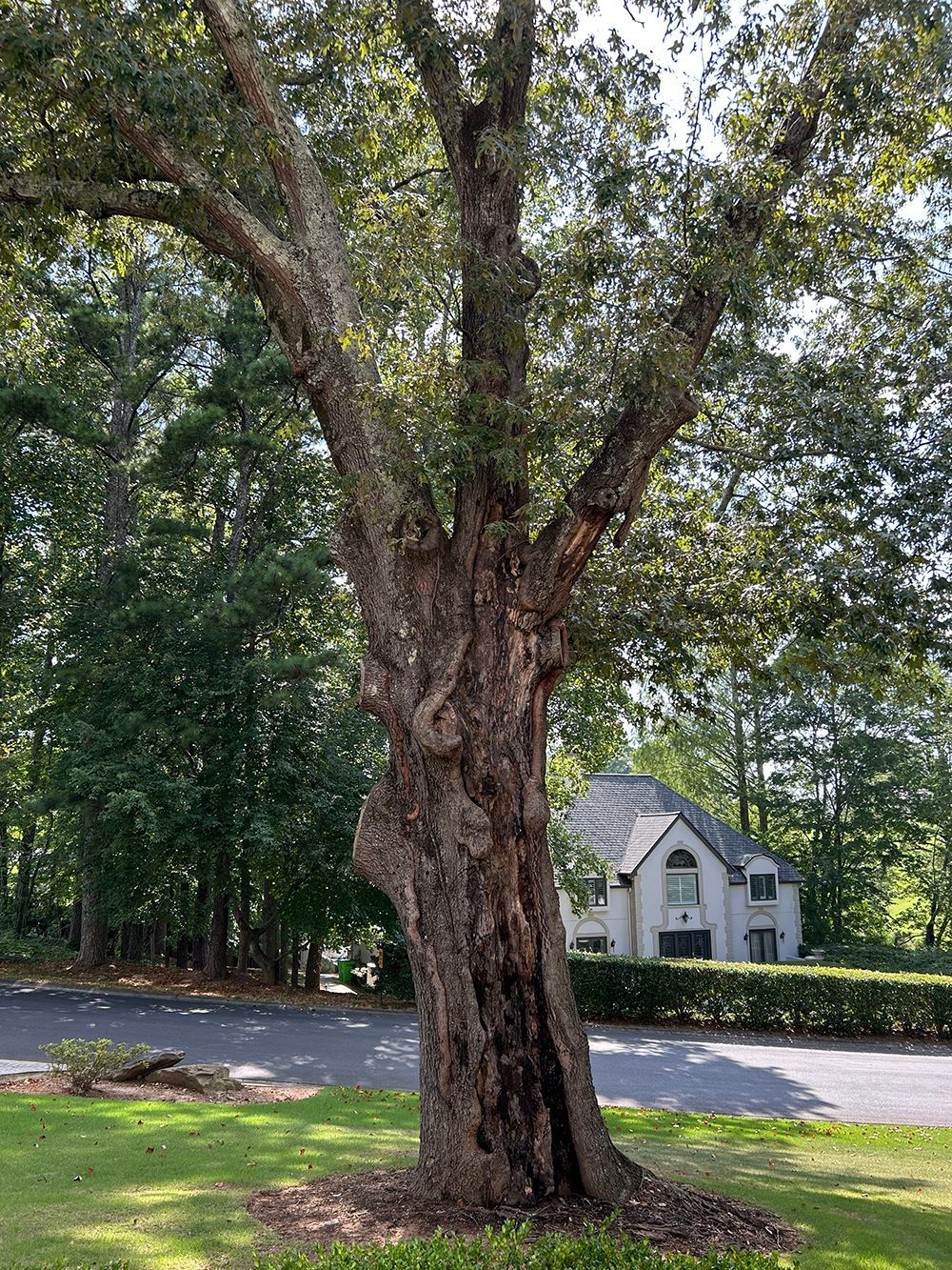 Tree Services 13