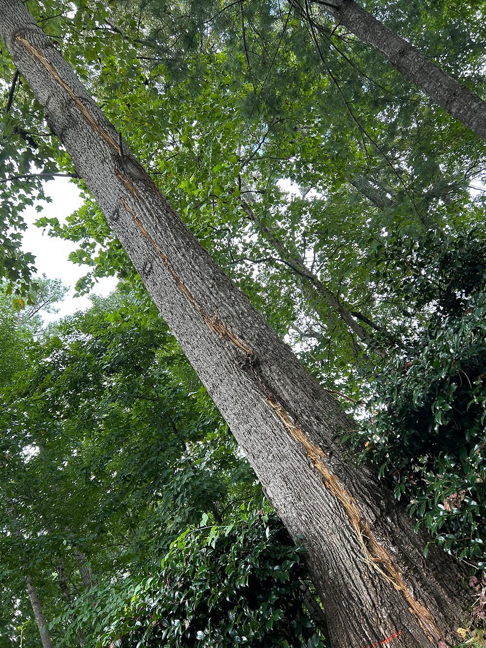 Tree Services 6