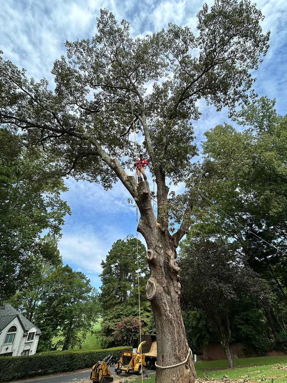 Tree Services 42