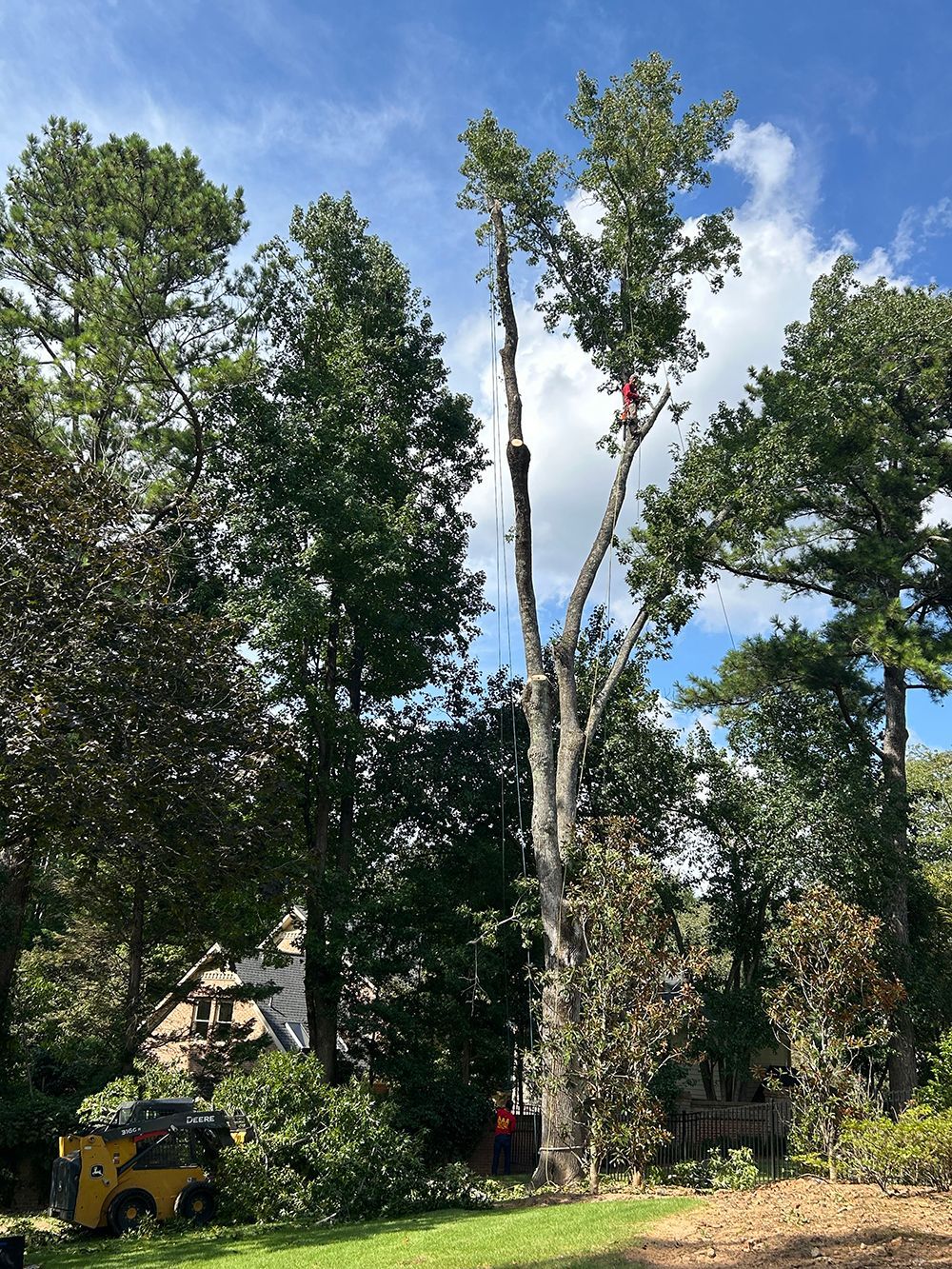 Tree Services 41