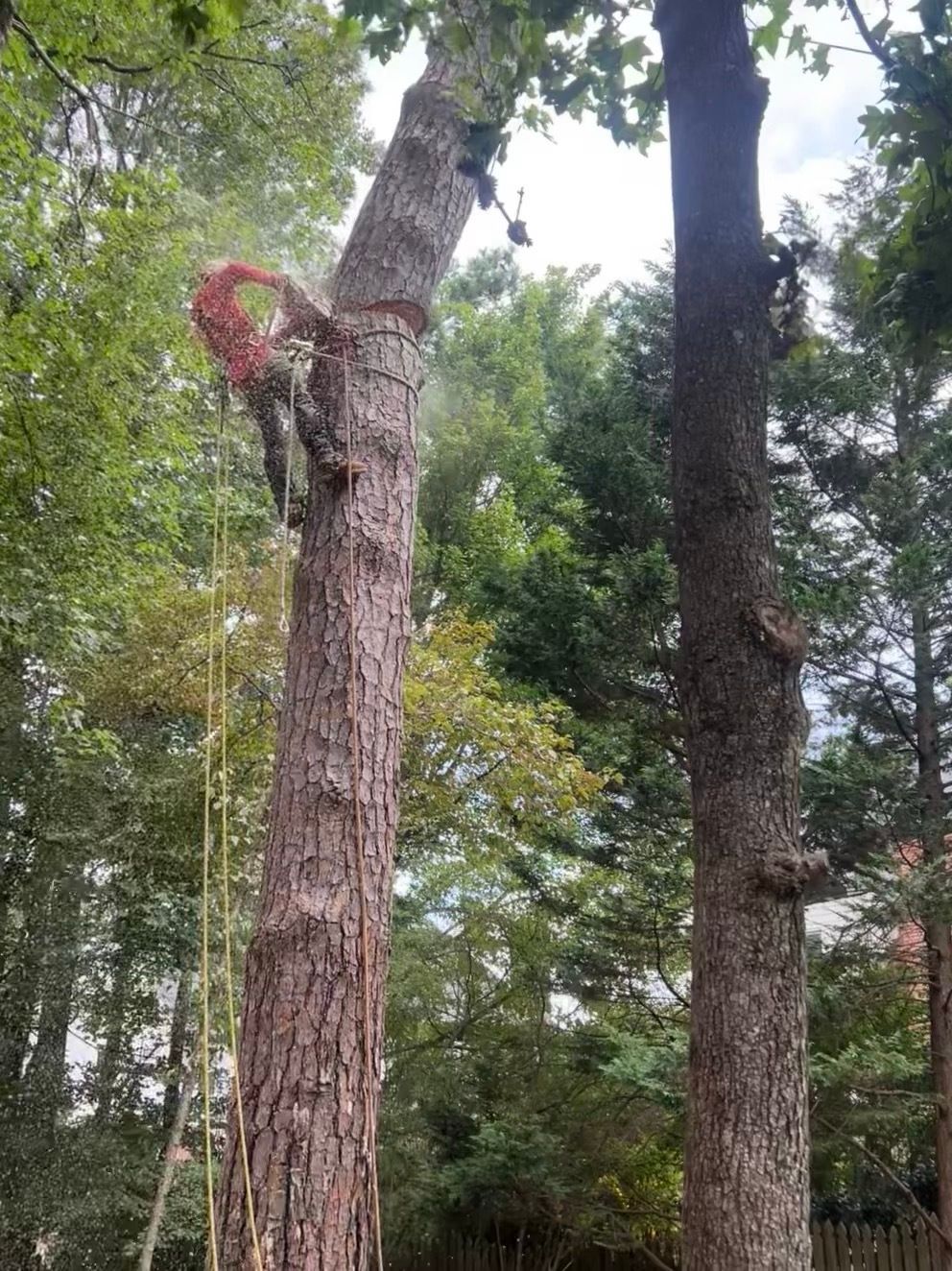 Tree Services 40