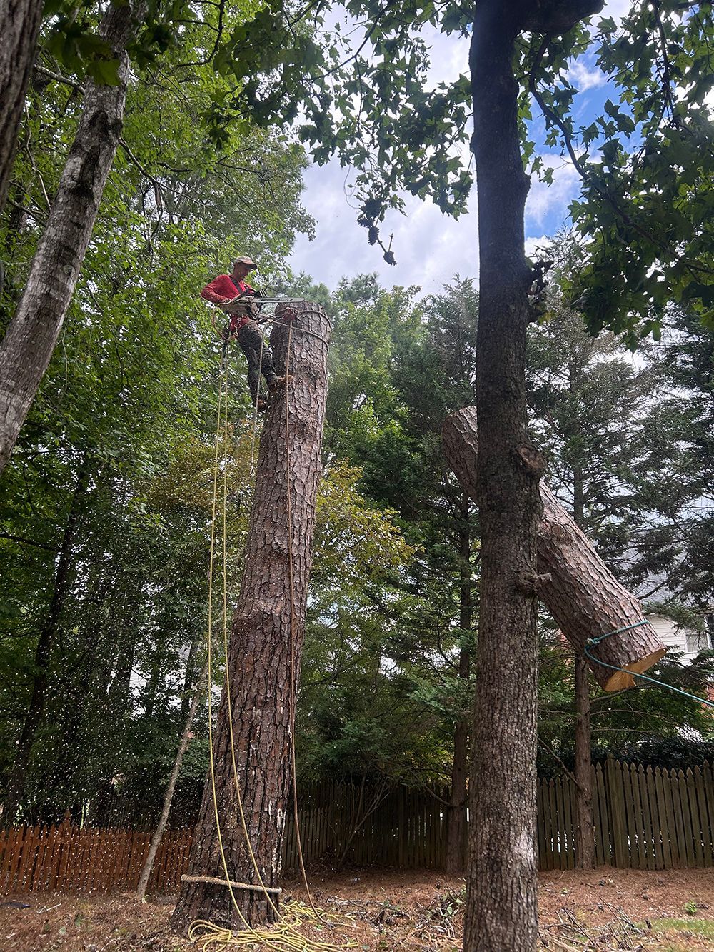 Tree Services 39