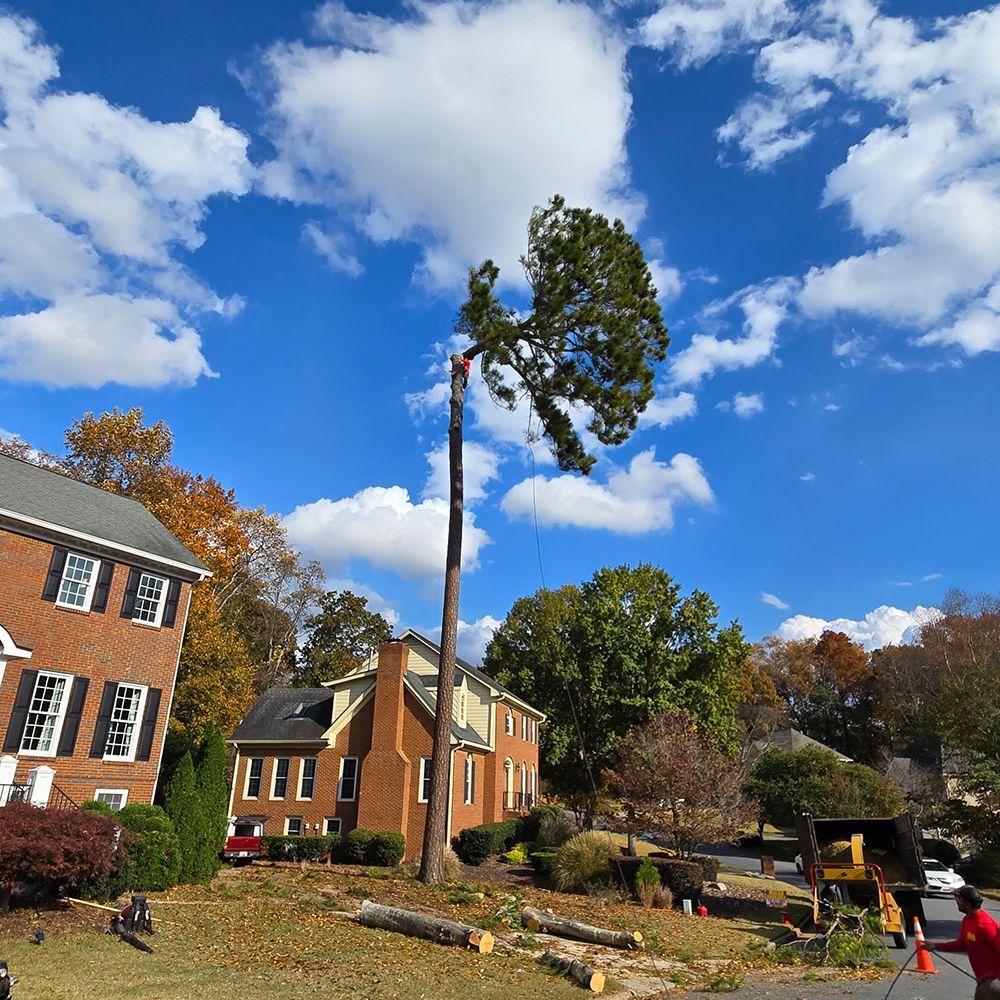 Tree Services 37