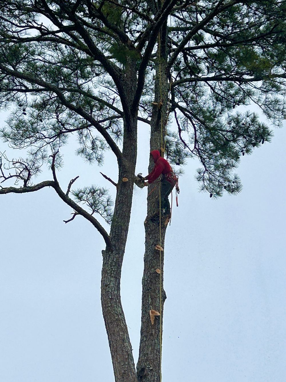 Tree Services 33