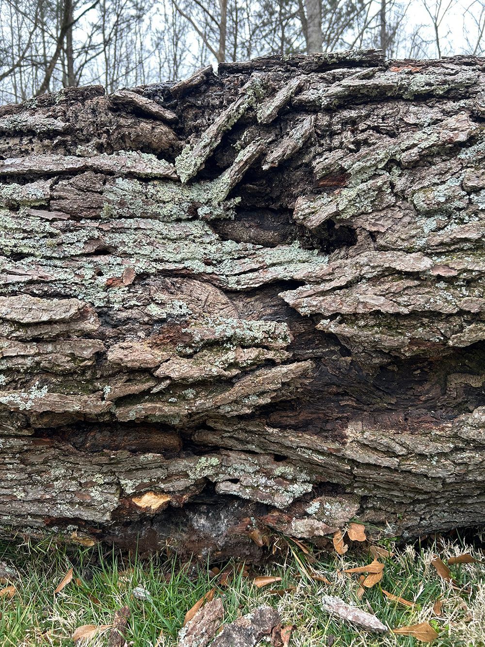 Tree Services 14