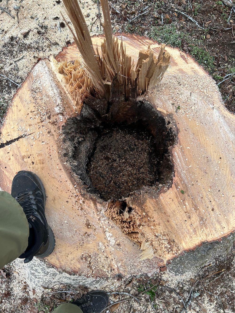 Tree Services 12