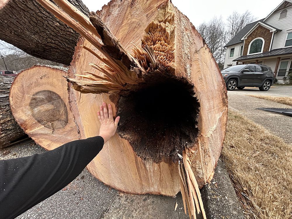 Tree Services 36