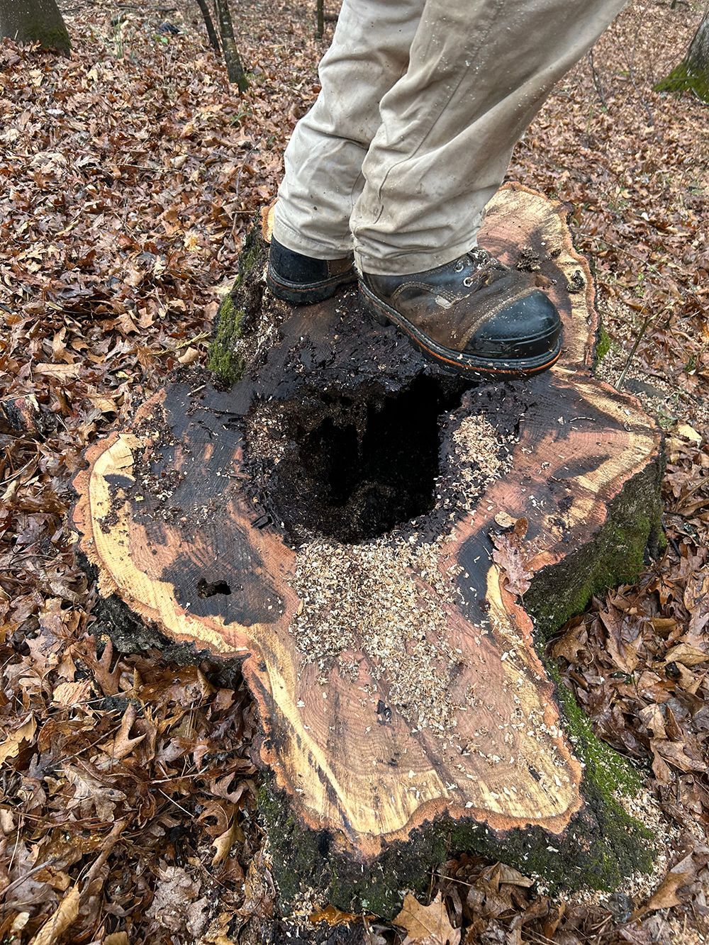 Tree Services 11