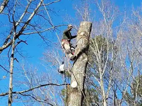 Tree Services 5