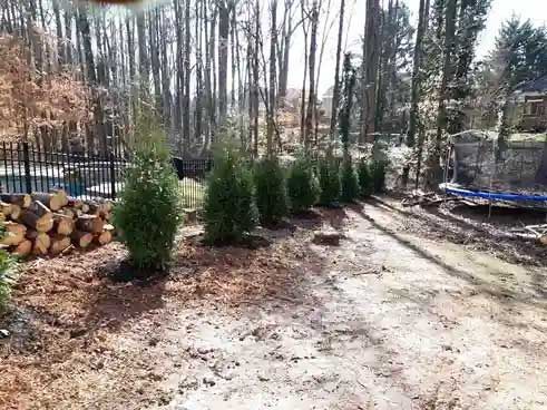 Tree Services 1