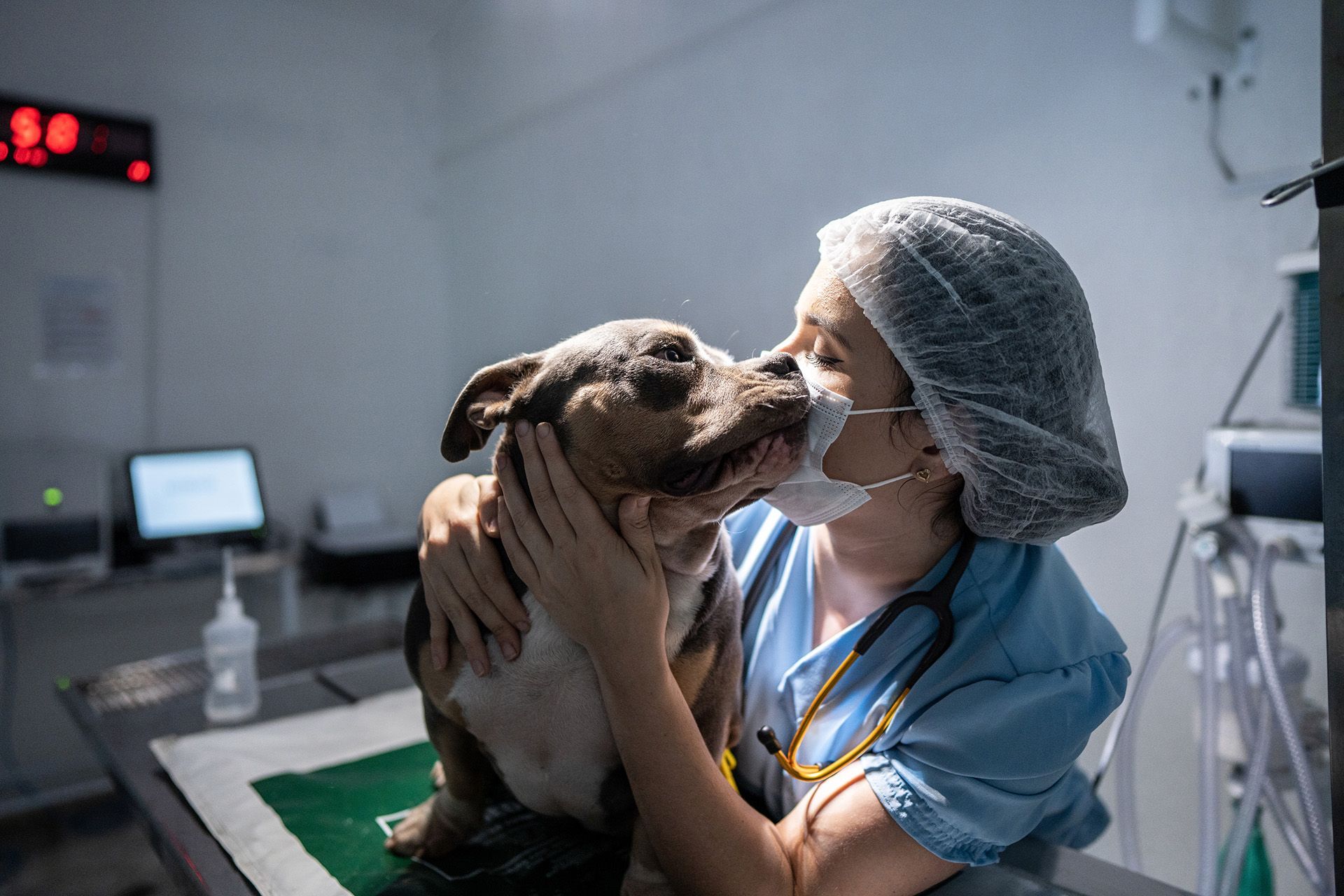 medico veterinario