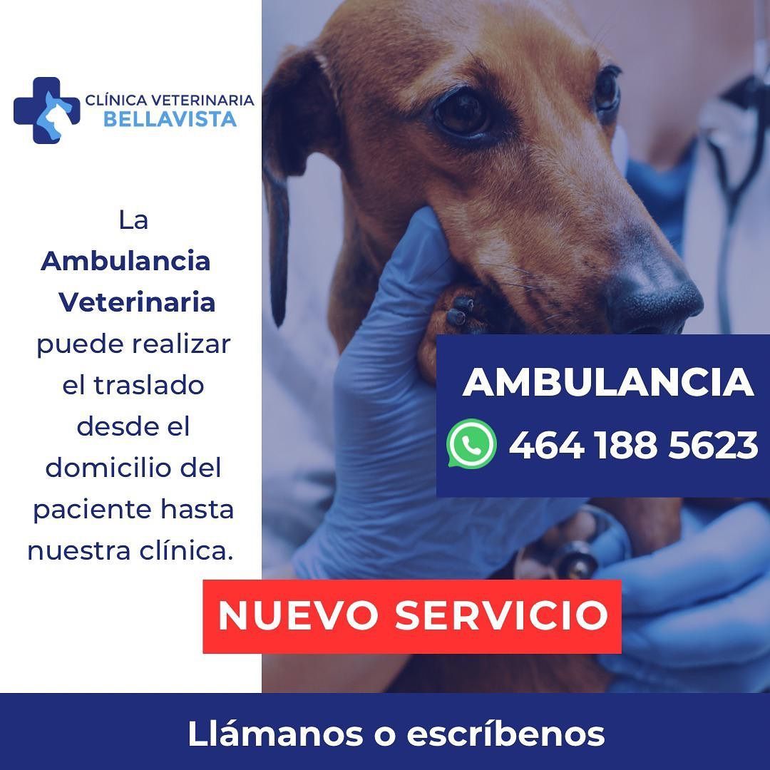 ambulancia mascotas