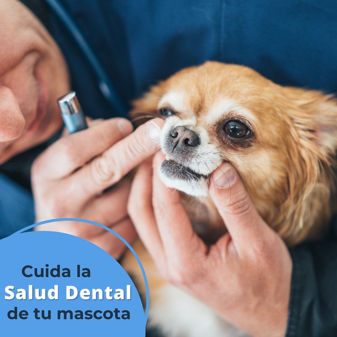 cuidado dental