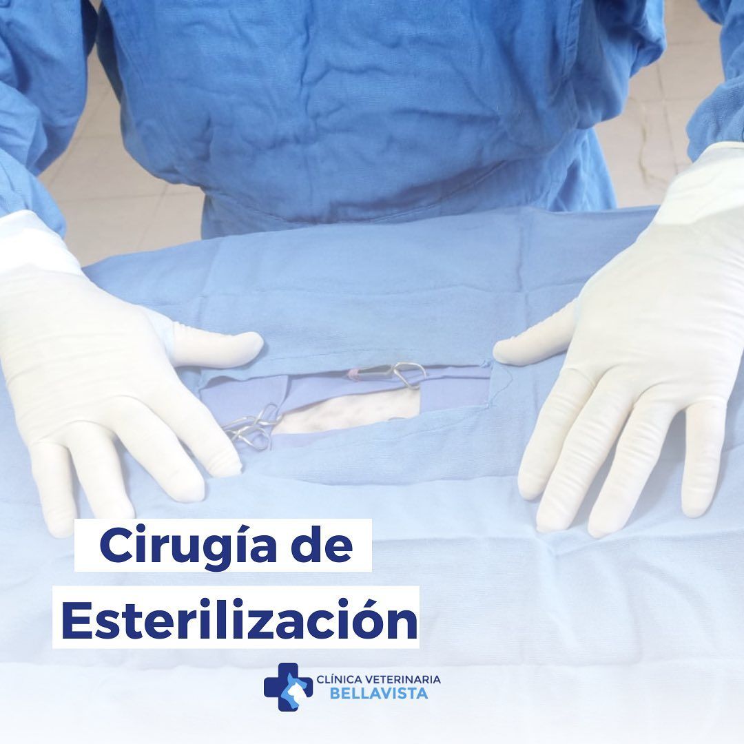 cirugia esterilizacion
