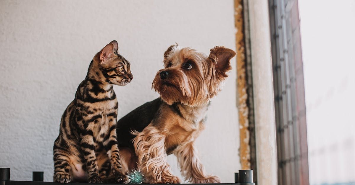 hotel perros y gatos