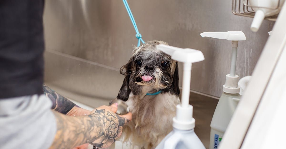 Estetica canina