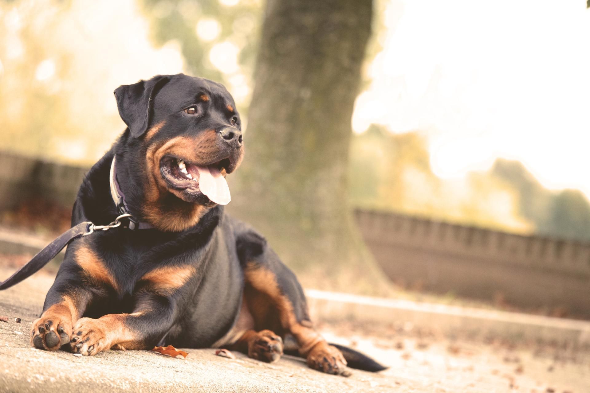 A rottweiler dog is laying on the ground with its tongue hanging out.