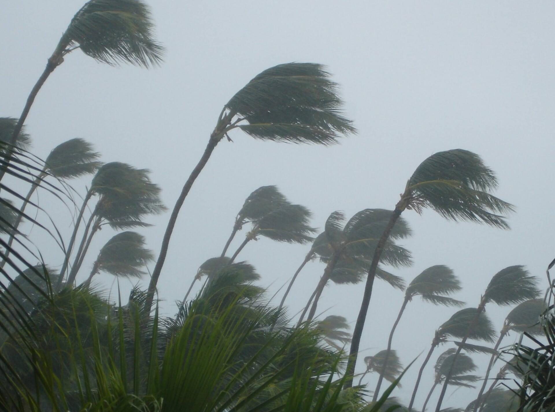 A row of palm trees blowing in the wind