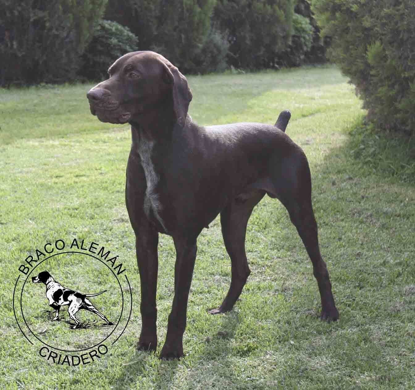 braco aleman en venta