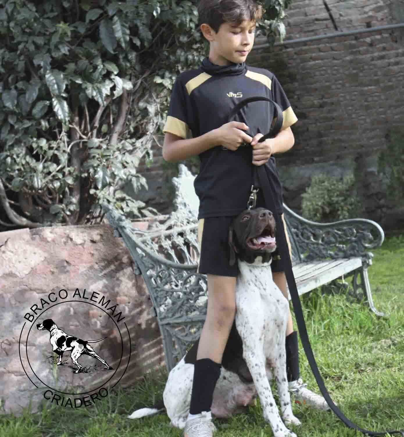 braco aleman en venta