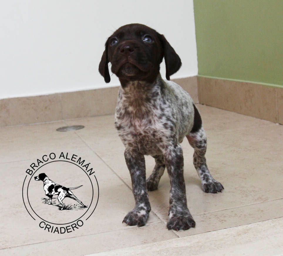 braco aleman en  venta