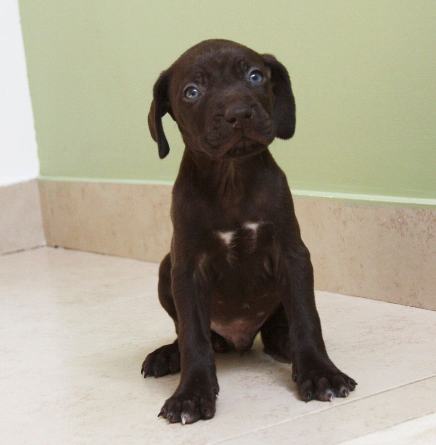 braco aleman en  venta