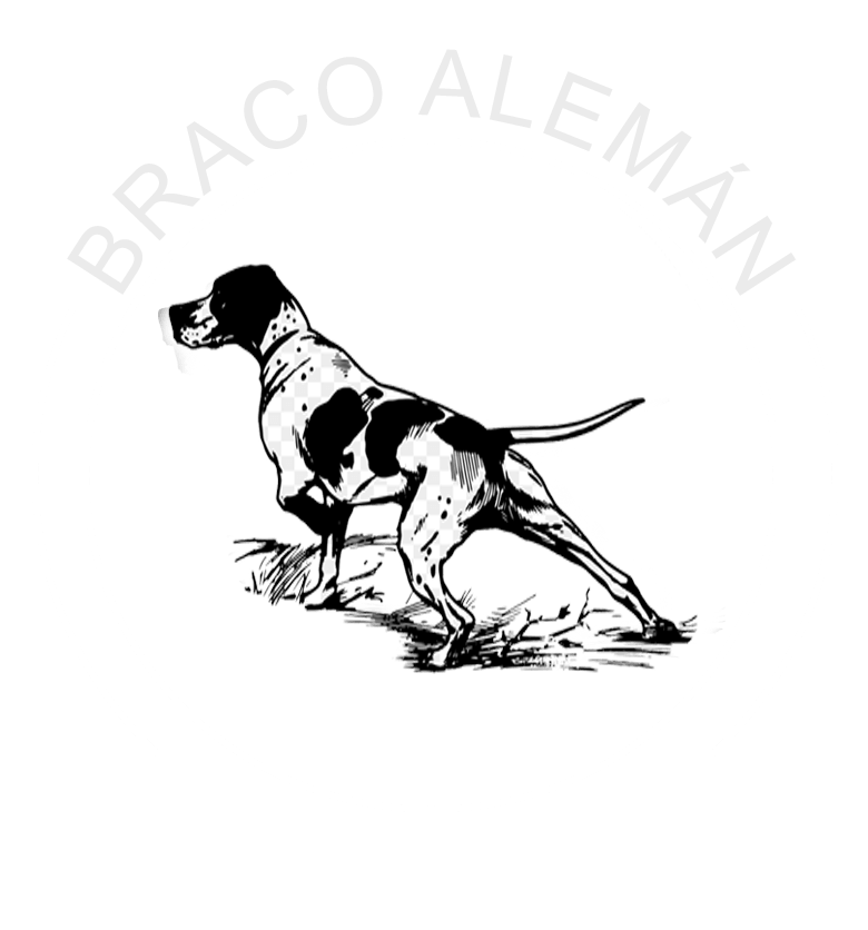 braco aleman venta