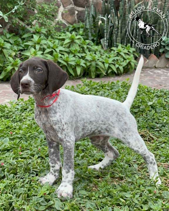 cachorro braco alemanpelo corto