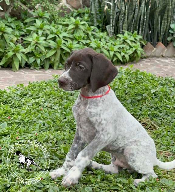cachorro braco alemanpelo corto