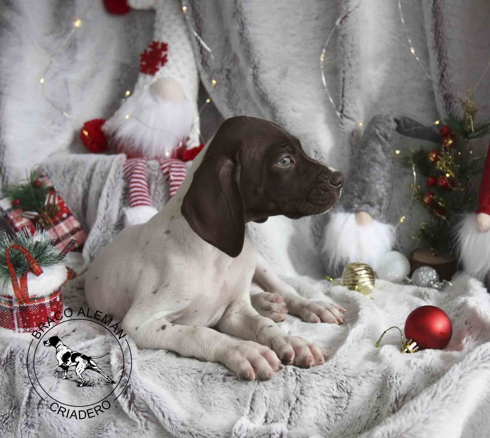 cachorro braco aleman en venta