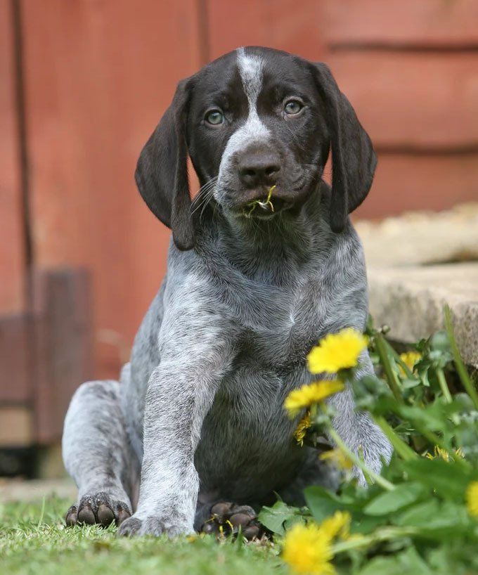 venta de perros braco aleman