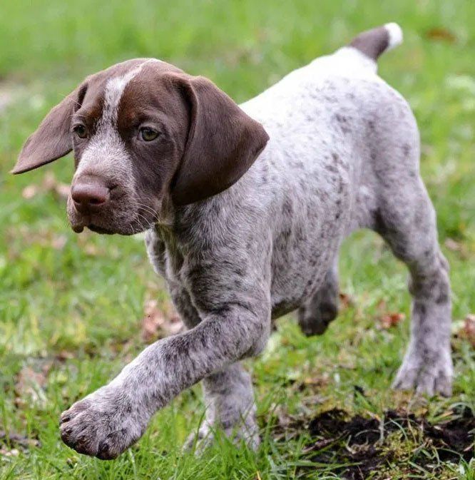 venta de perros braco aleman