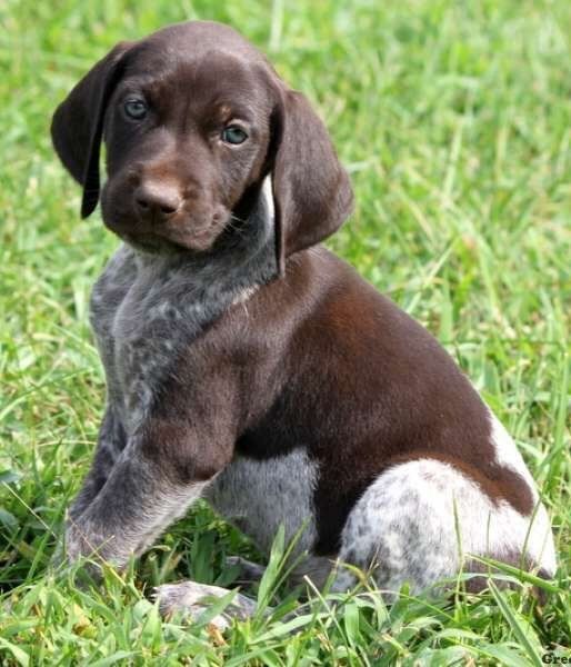 venta de perros braco aleman