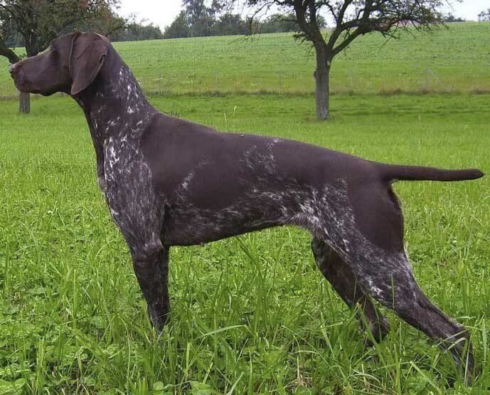 venta de perros braco aleman