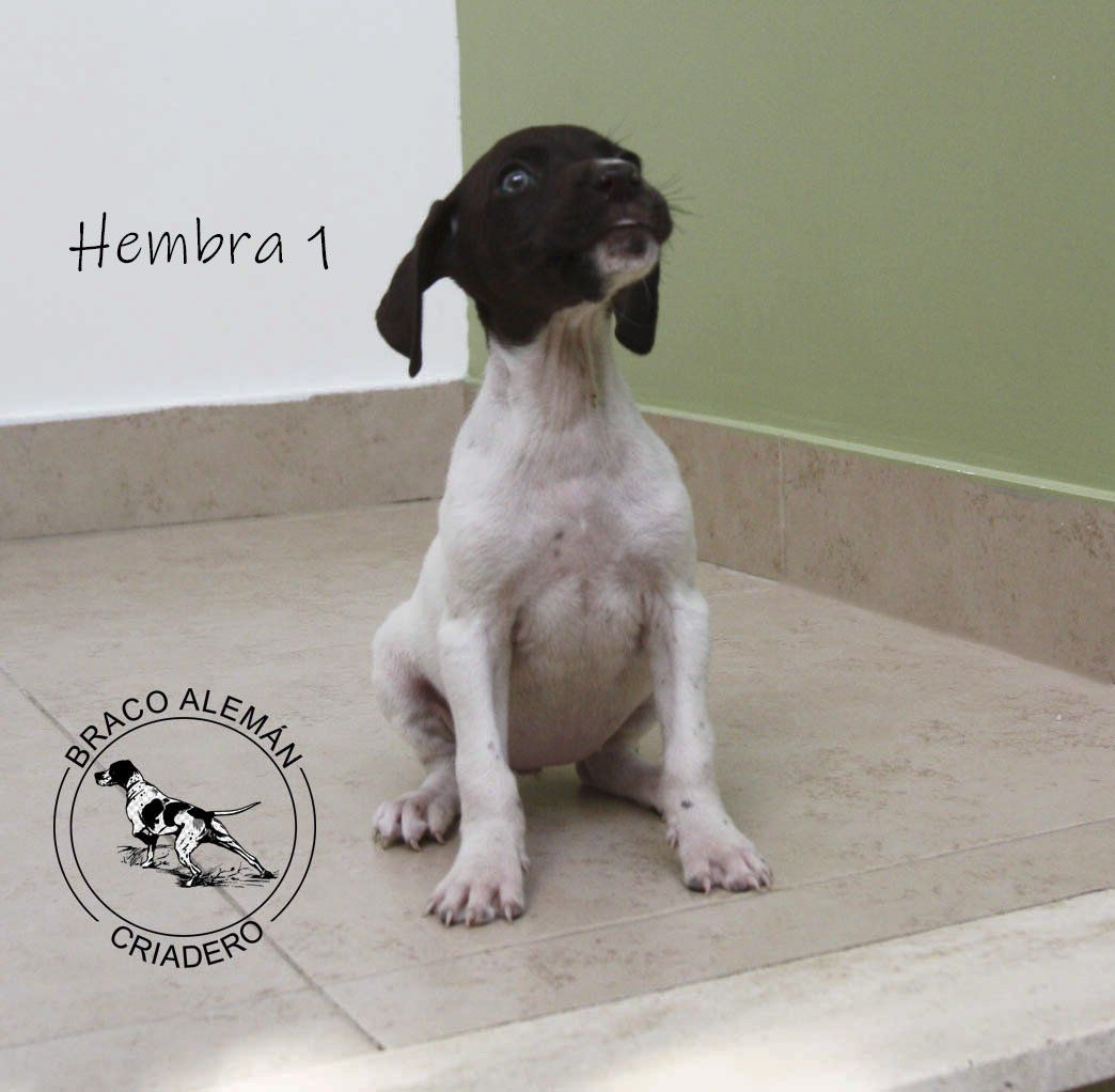 cachorro braco aleman en venta